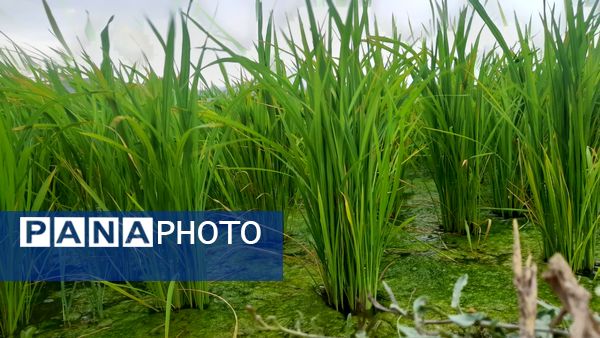 برنج‌کاری در لردگان؛ نماد زندگی و فرهنگ محلی