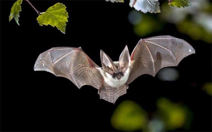 خفاش‌ها کروناویروس را حمل می‌کنند بدون آنکه بیمار شوند
