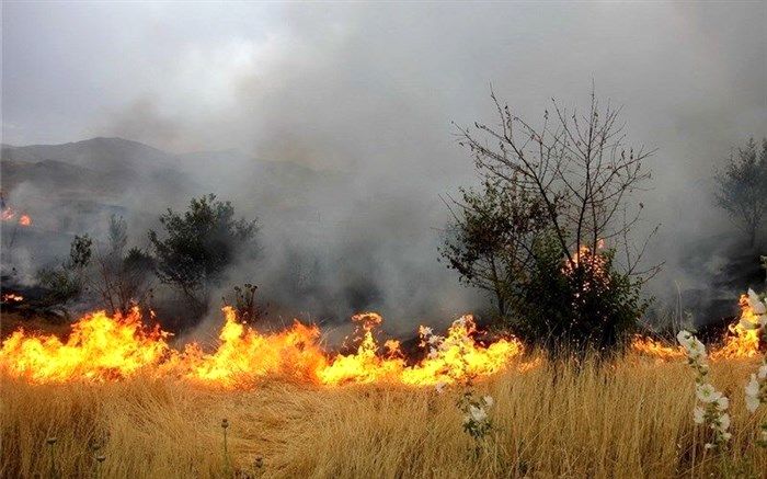 آتش سوزی در 5 هکتار از مزارع گندم