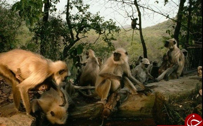 عکس روز نشنال جئوگرافیک از آب بازی میمون‌ها در پارک ملی هند