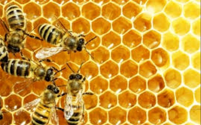 تریلی که عسل تولید می‌کند!