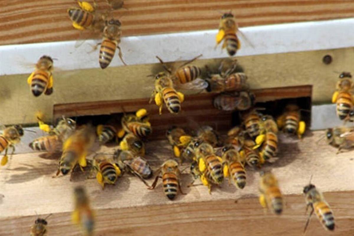 تنوع پوشش گیاهی و آب و هوایی ایران مستعد صنعت زنبورداری است