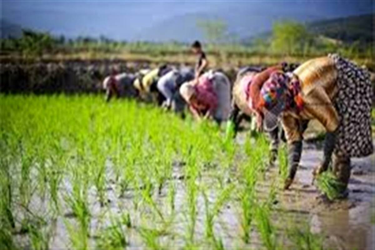 ۴۸ درصد اقتصاد استان گیلان وابسته به کشاورزی است