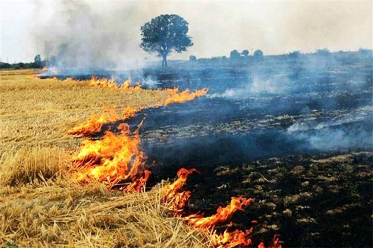 آتش زدن بقایای محصولات کشاورزی در البرز ممنوع است