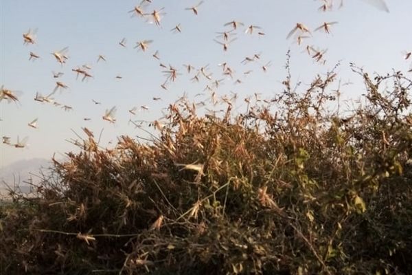 حمله ملخ ها به مزارع در قیروکارزین فارس