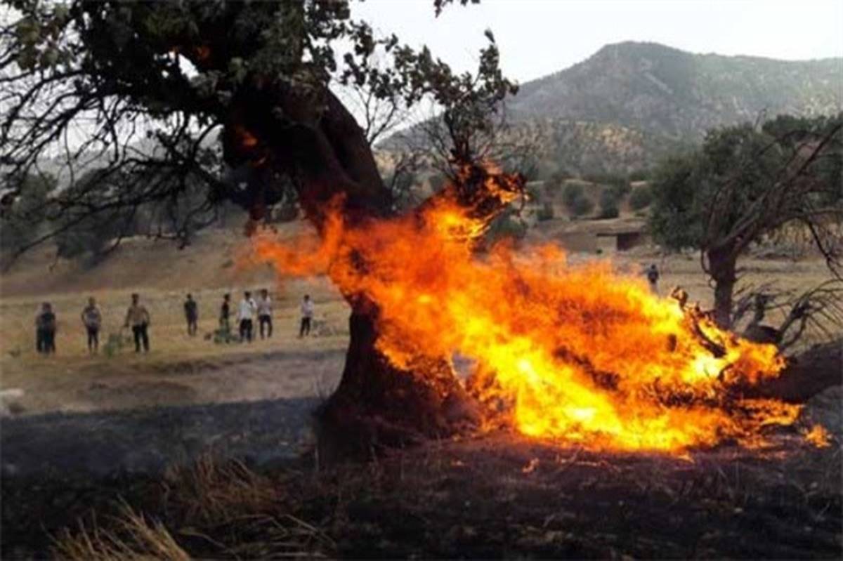 درخواست 10 سال حبس برای عاملان آتش‌سوزی جنگل‌ها و مراتع