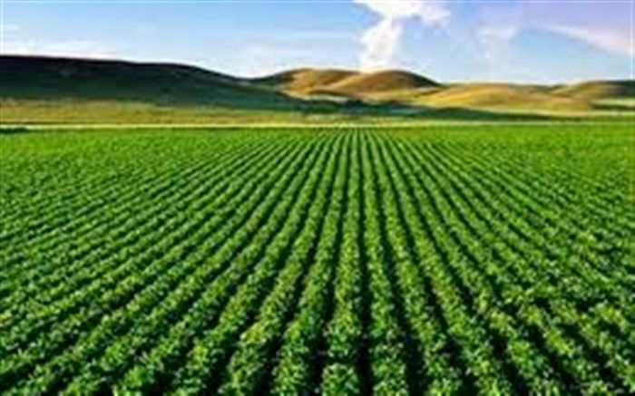 ۲ هزار و ۲۳۰ میلیارد ریال خسارت به بخش کشاورزی مهاباد وارد شد