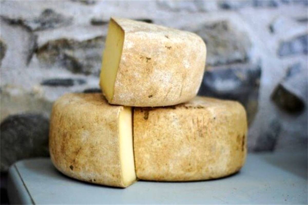 مصرف پنیر کپک‌زده برای مقابله با کرونا