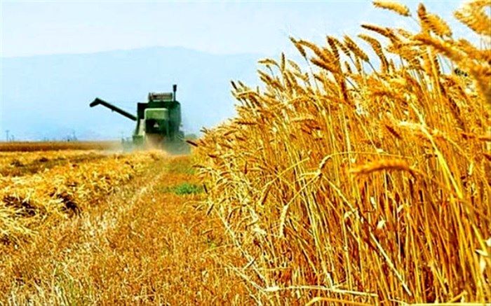 تحویل ۳ هزارتن گندم مازاد بر مصرف کشاورزان سیستان و بلوچستان به دولت