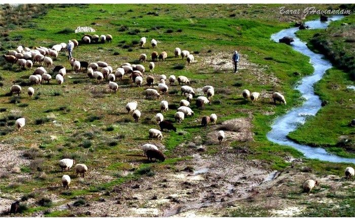 پاسخ دامپزشکی مازندران به فیلم گوسفندهای تلف‌شده در فضای مجازی