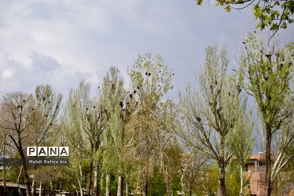 جلوه زیباى بهار در تبریز