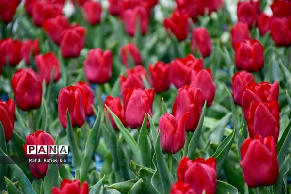 جلوه زیباى بهار در تبریز