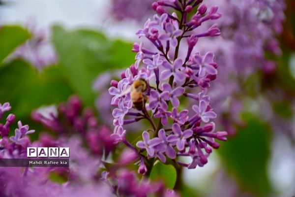 جلوه زیباى بهار در تبریز