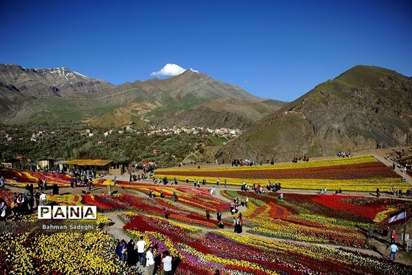 دشت لاله‌های روستای کندر