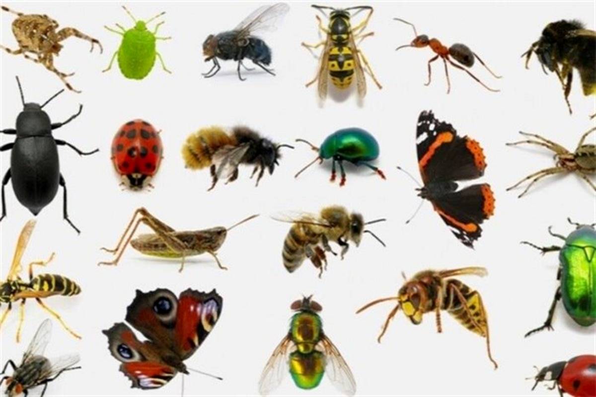 حشرات ناقل نه اما عامل جابه‌جایی کرونا هستند