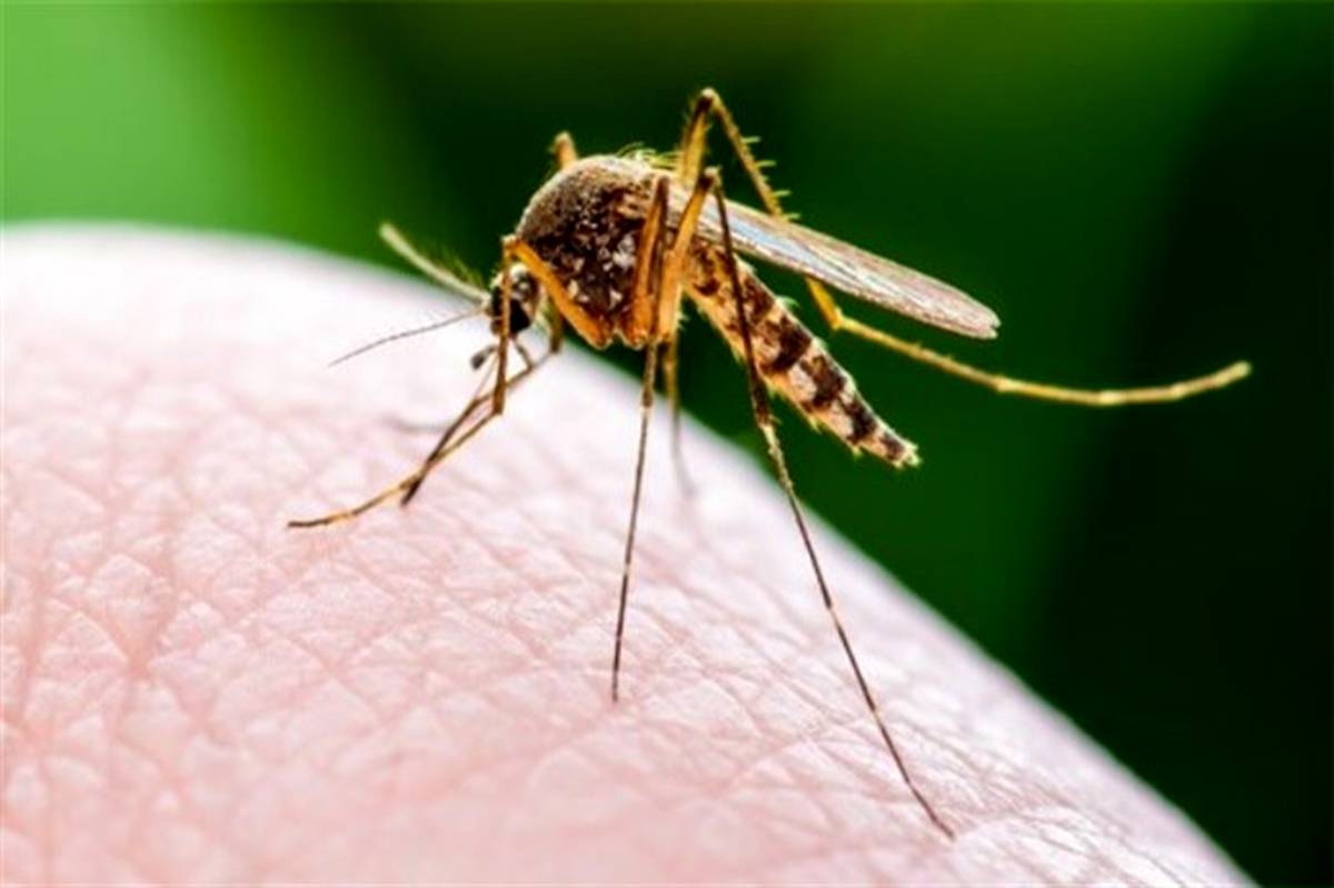 پشه‌ها ویروس کرونا را انتقال می‌دهند؟