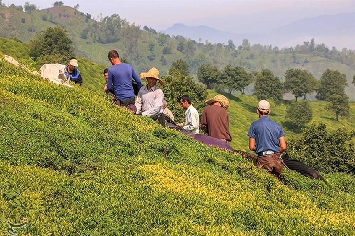 ۹۰ درصد محصول چای ایرانی در گیلان کشت می‌شود