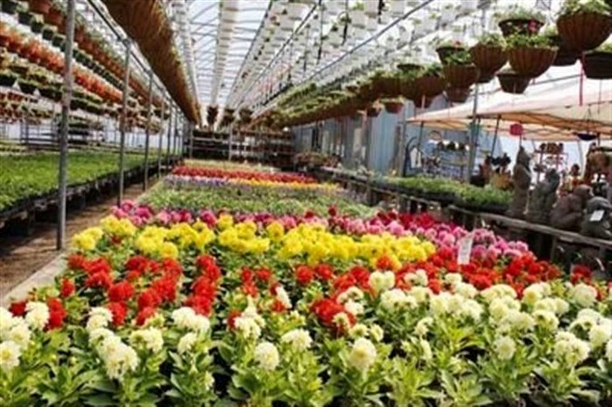 تولید ۴میلیارد گل زینتی در کشور
