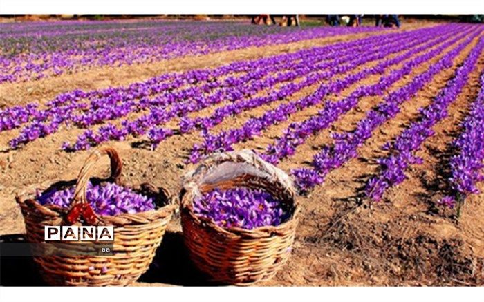 ایجاد صندوق‌های سرمایه‌گذاری زعفران در بورس لرستان