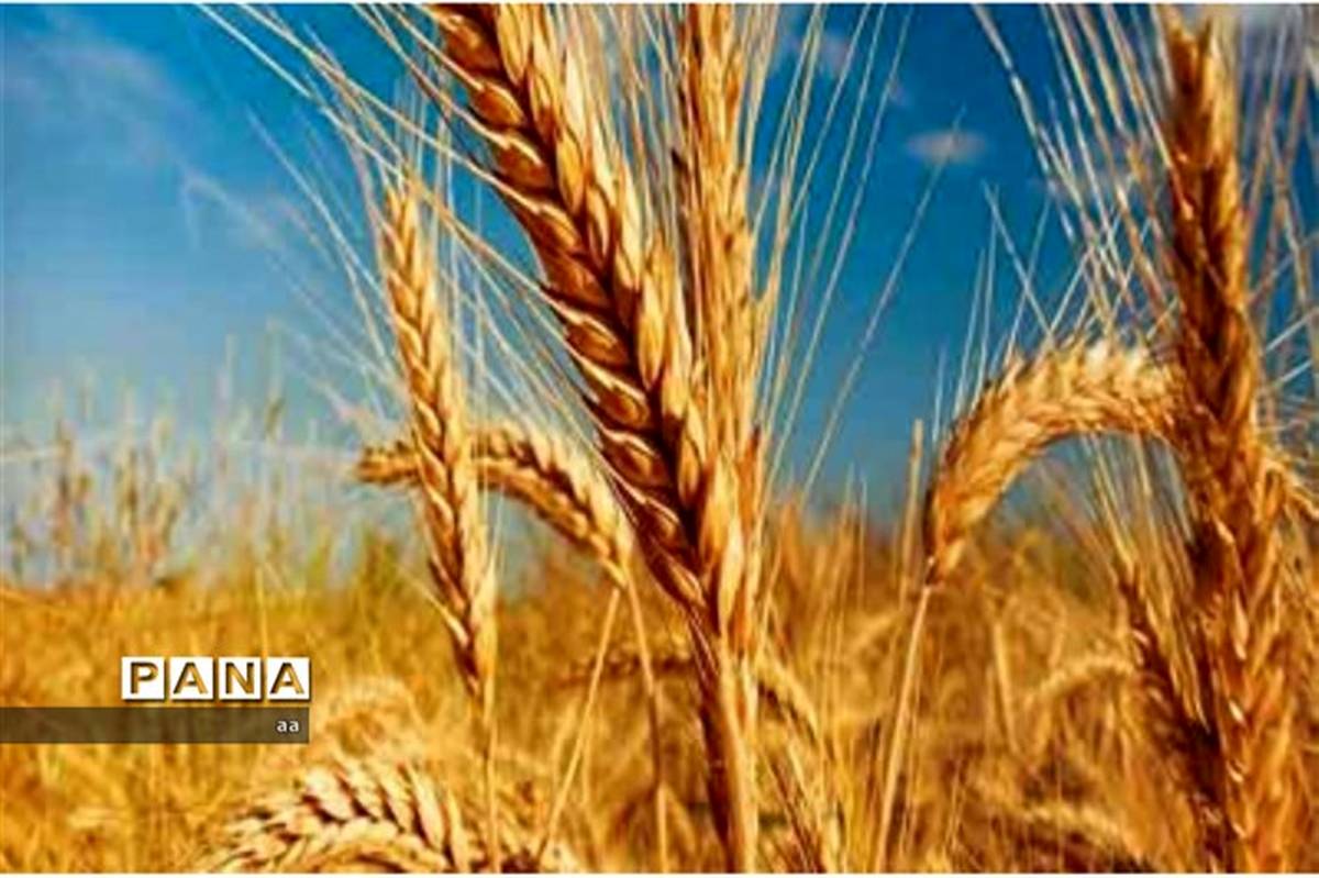خرید ۳ میلیون و ۸۰۰ هزار تن گندم از کشاورزان