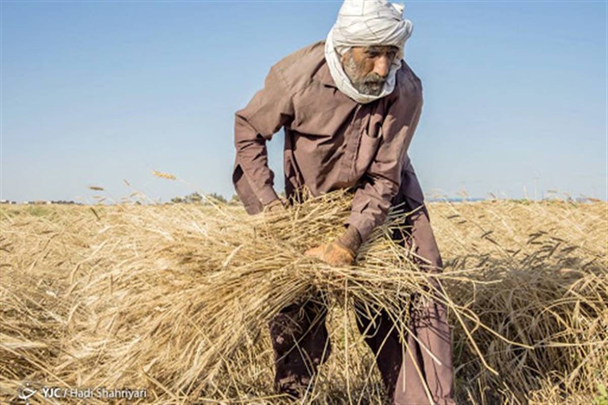 کار برداشت گندم در سیستان وبلوچستان رو به اتمام است