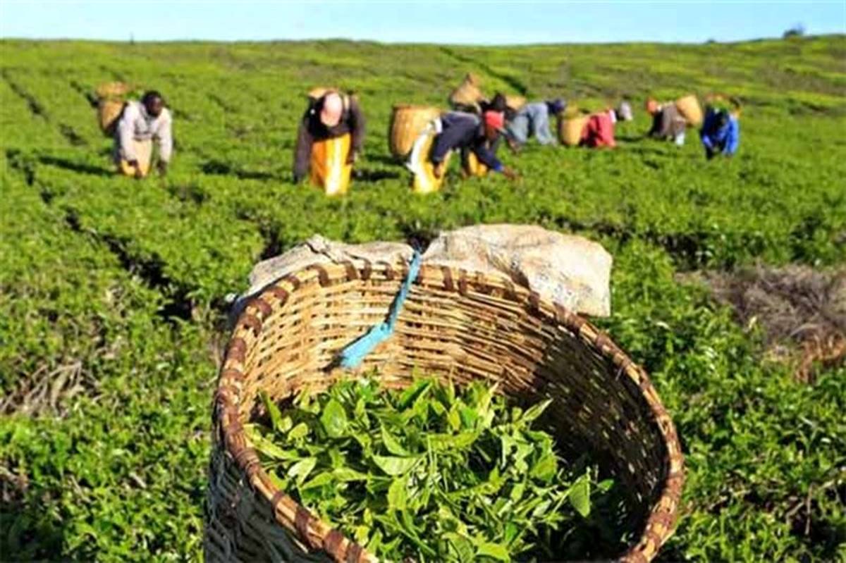 ۷۳ هزار تن برگ سبز چای از چایکاران خریداری شد