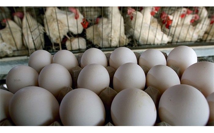 انحصار در واردات و مسئله ارز عمده دلیل گرانی مرغ و تخم‌مرغ