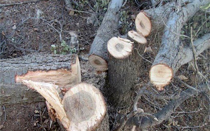 شناسایی قاتل درختان بلوط منطقه بلوط دان شوسنی شهرستان رستم