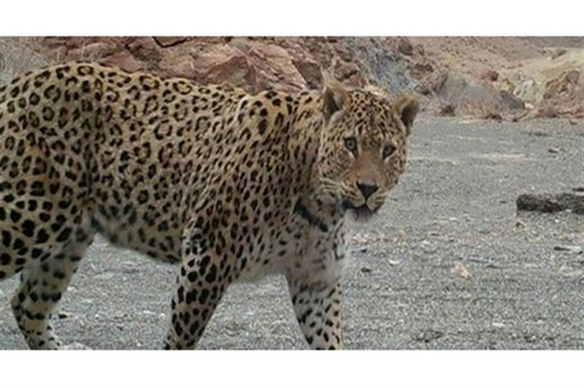 شناسایی زیستگاه‌های حیات وحش در مناطق مرکزی سیستان و بلوچستان