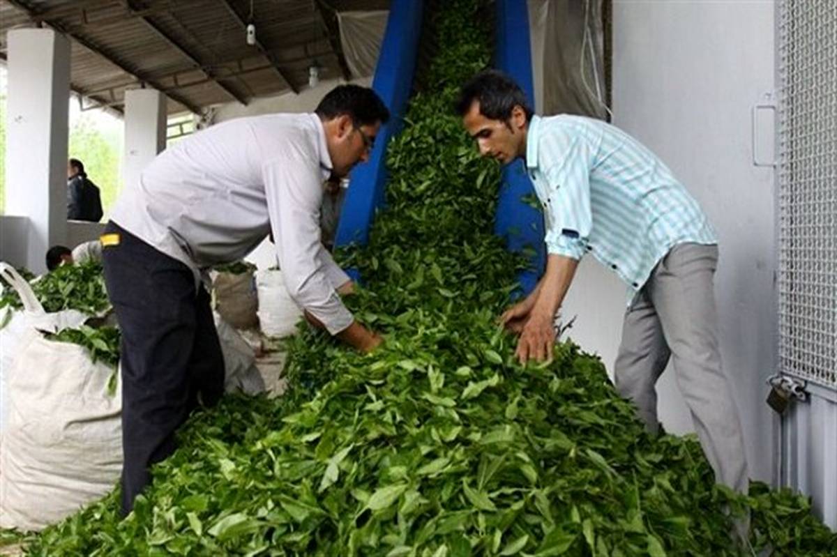  خرید بالغ بر 2817 تن برگ سبز چای از چایکاران مازندرانی