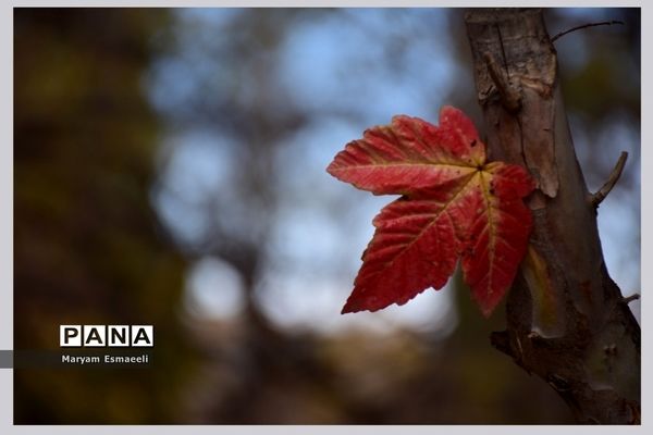 نمایشگاه مجازی آثار هنرجویان هنرستان نمونه دولتی مهر در شیراز