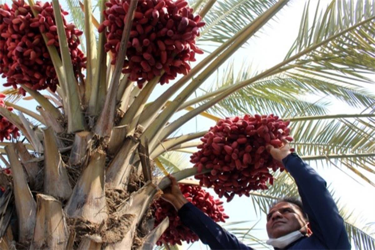 برداشت خارک از نخلستان‌های  بوشهر آغاز شد