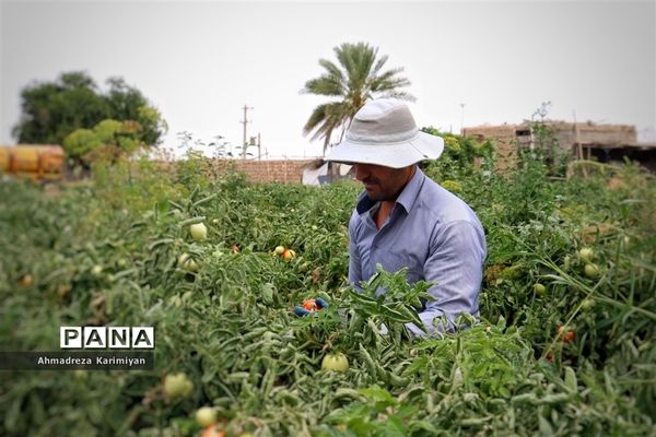 آغاز برداشت گوجه در شهرستان فسا