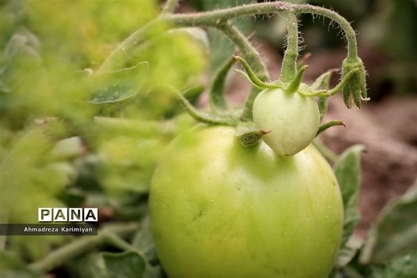 آغاز برداشت گوجه در شهرستان فسا