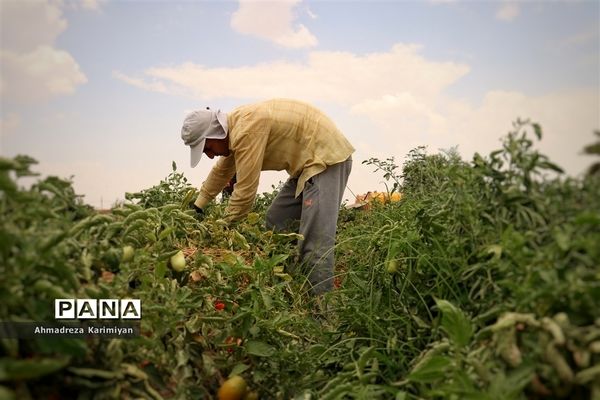 آغاز برداشت گوجه در شهرستان فسا