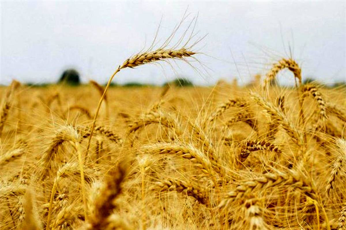 خرید دو میلیون تن گندم توسط شبکه تعاون روستایی ایران