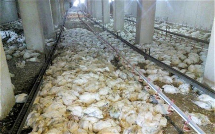 5 هزار قطعه مرغ در شهرستان  لنده  بر اثر گرمای شدید تلف شدند