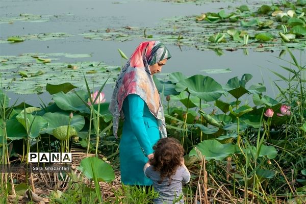 تالاب نیلوفر آبی بابل