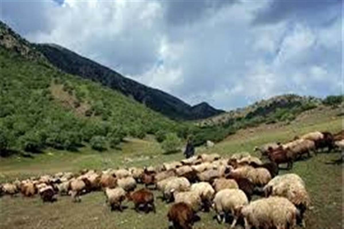 شناسایی 19 هزار راس دام غیرمجاز در مراتع سهند