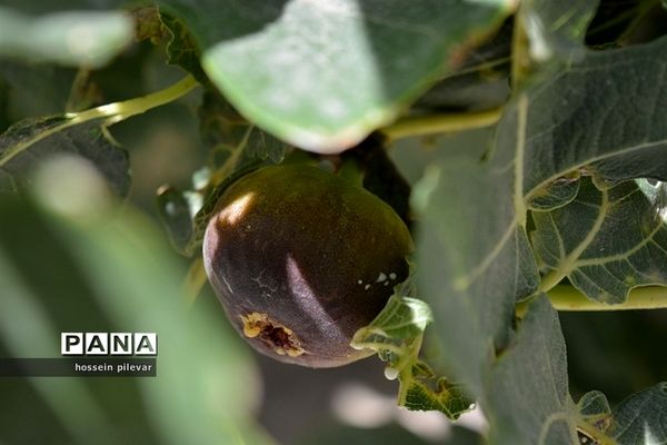 به ثمر رسیدن میوه انجیر در مزارع شهرستان خوسف