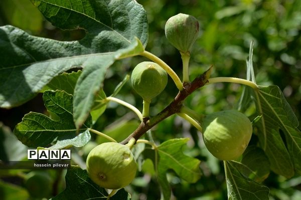 به ثمر رسیدن میوه انجیر در مزارع شهرستان خوسف