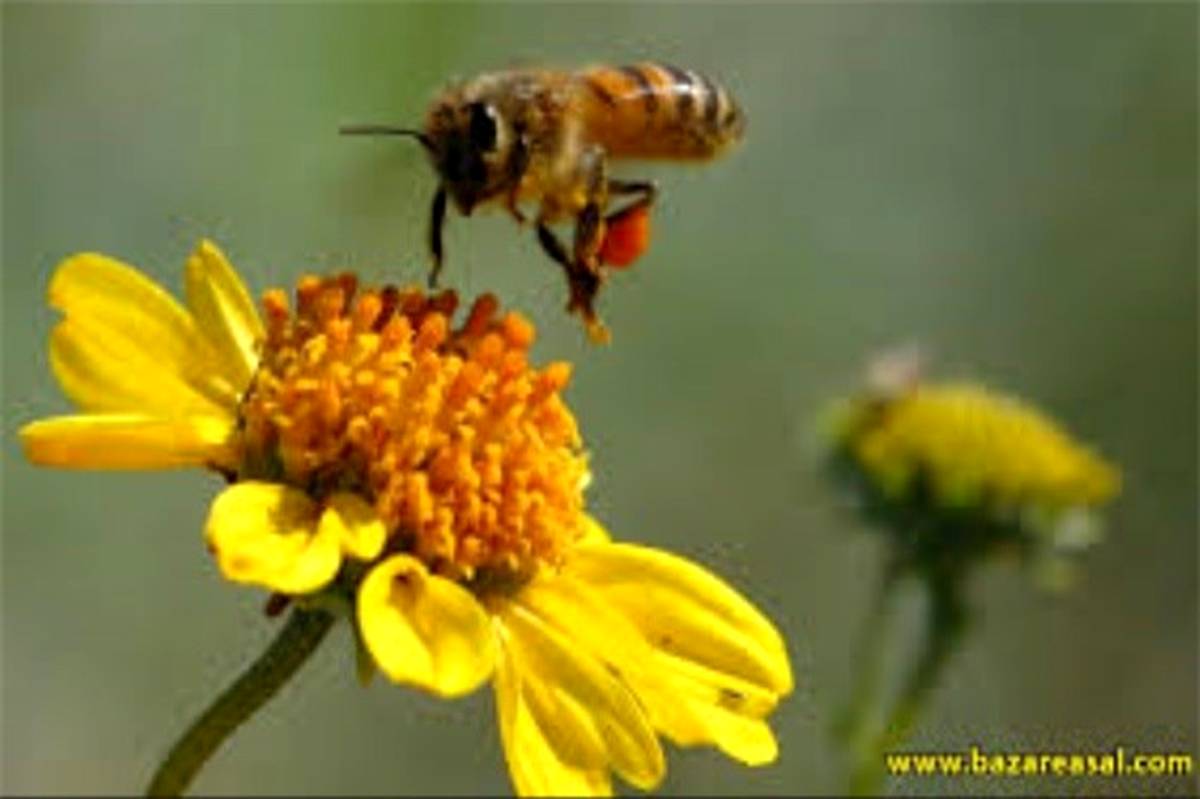 توضیحاتی درباره ادعای درمان کرونا با «نیش زنبور عسل»