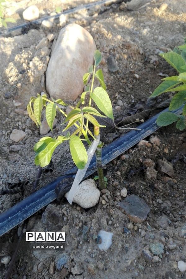 اولین مجموعه باغ نخبه استان فارس درشهر مشکان