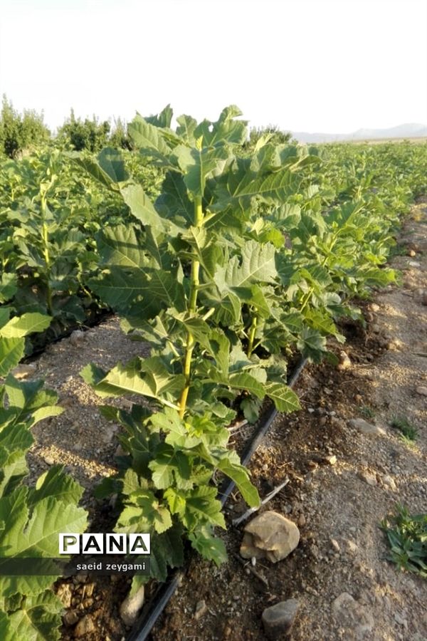 اولین مجموعه باغ نخبه استان فارس درشهر مشکان
