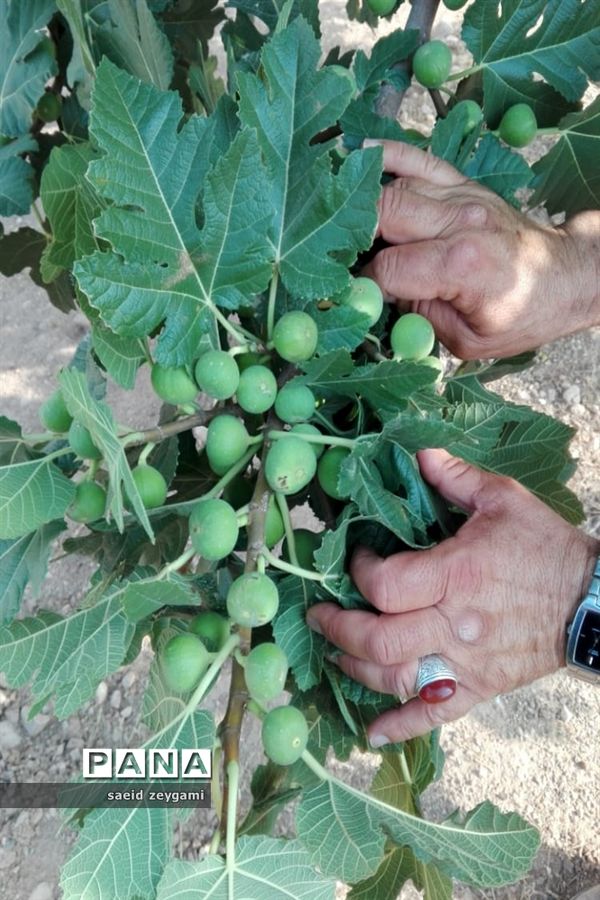 اولین مجموعه باغ نخبه استان فارس درشهر مشکان