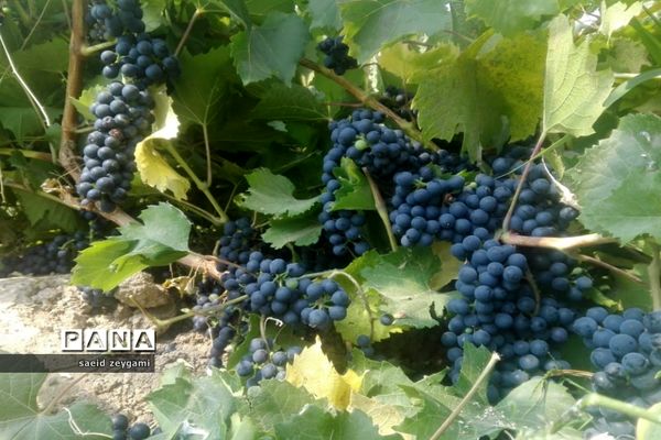 اولین مجموعه باغ نخبه استان فارس درشهر مشکان
