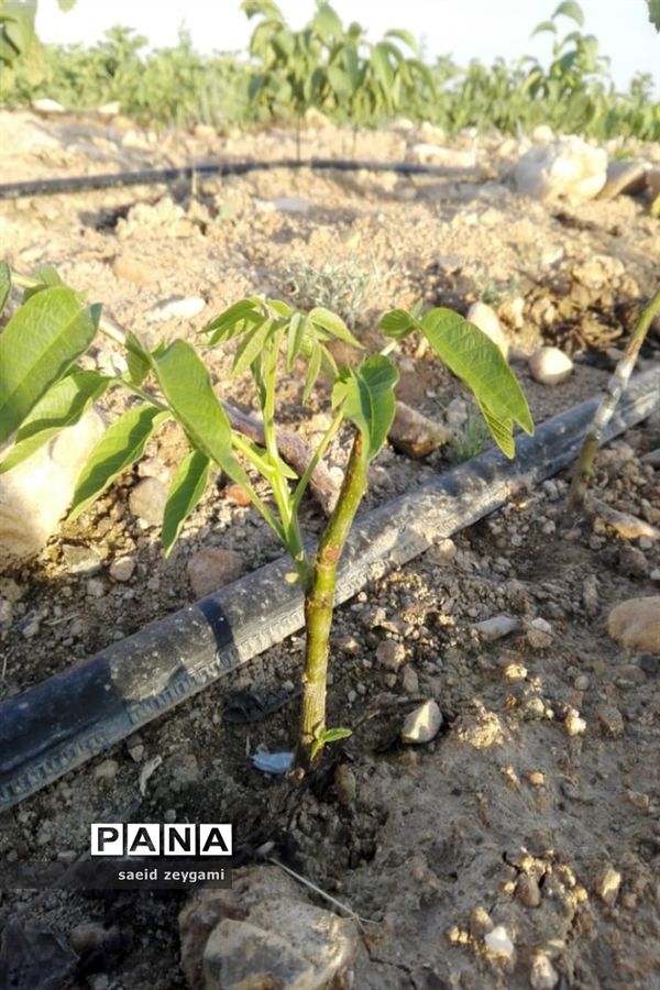 اولین مجموعه باغ نخبه استان فارس درشهر مشکان