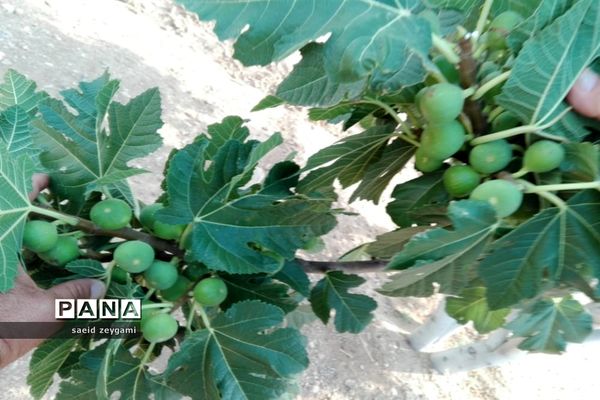 اولین مجموعه باغ نخبه استان فارس درشهر مشکان