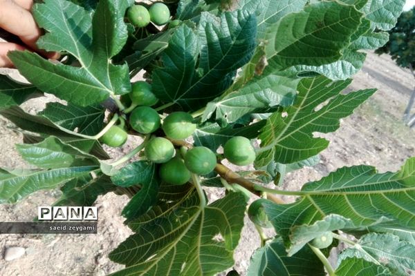 اولین مجموعه باغ نخبه استان فارس درشهر مشکان