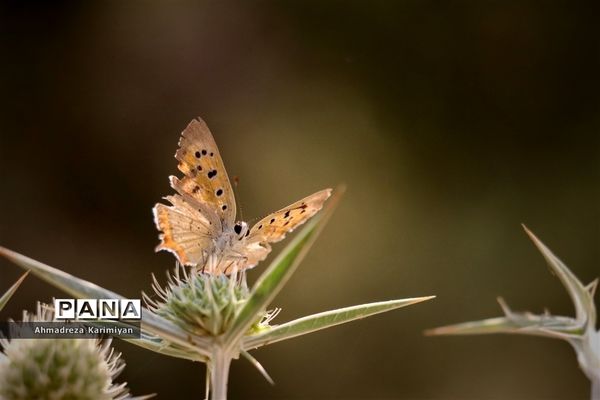 طبیعت چشمه اهروم میانجنگل فسا